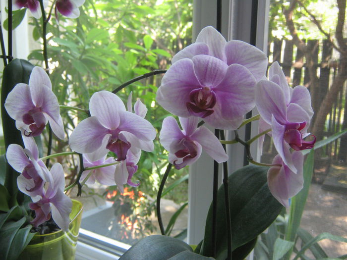 Picture My plants 614; Phaleanopsis
