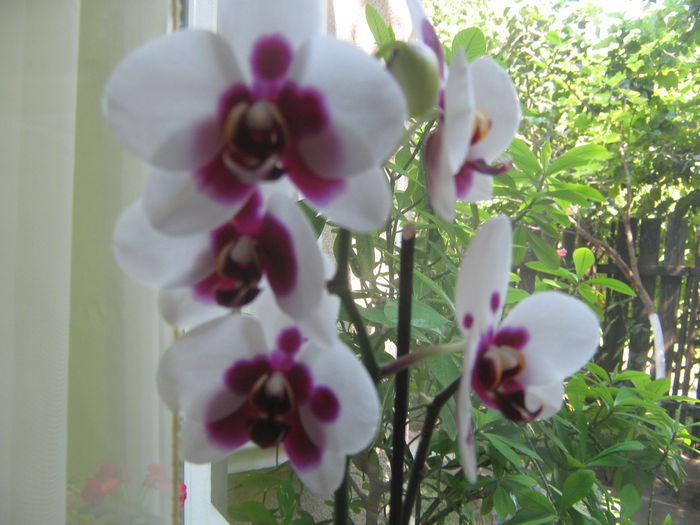 Picture My plants 616