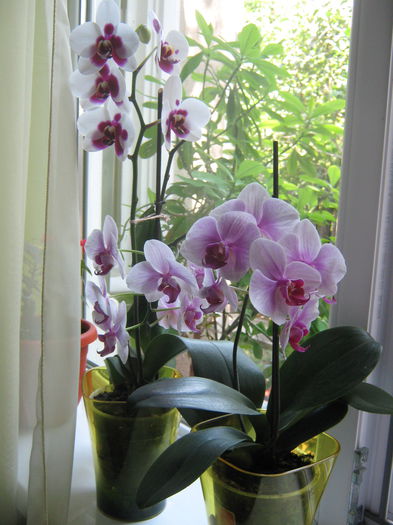 Picture My plants 617