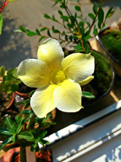  - Adenium - Star of Yellow Dream Dan