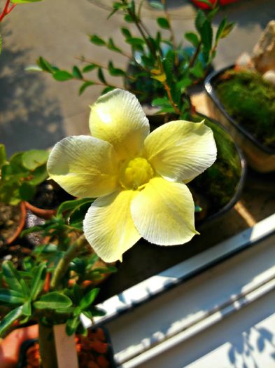  - Adenium - Star of Yellow Dream Dan