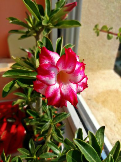  - Adenium - Double Harry