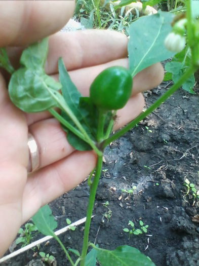 ardei iute cireasa - a-a GRADINA DE LEGUME-2014