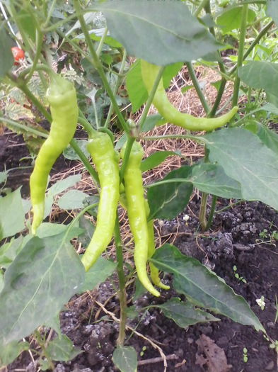 ardei iuti bulgaresti - a-a GRADINA DE LEGUME-2014