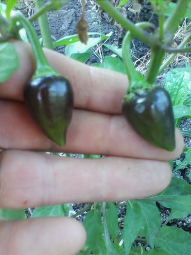 ardei iuti - a-a GRADINA DE LEGUME-2014