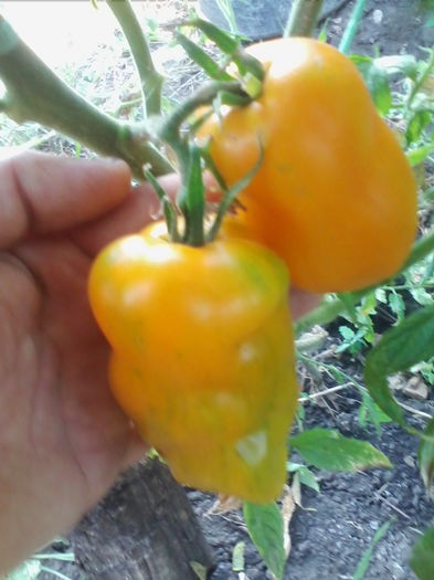 rosii banana - a-a GRADINA DE LEGUME-2014