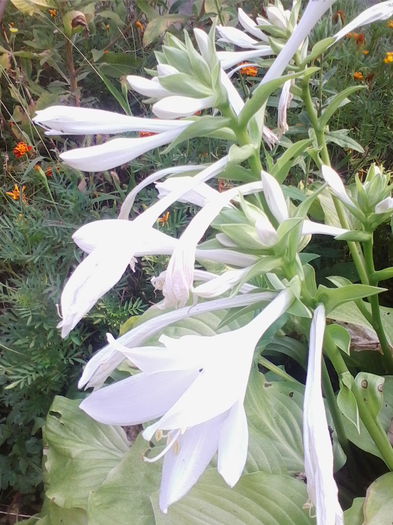 hosta