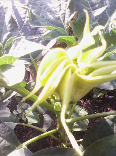 datura de gradina-galbena - a-a VARA-FLORI-2014