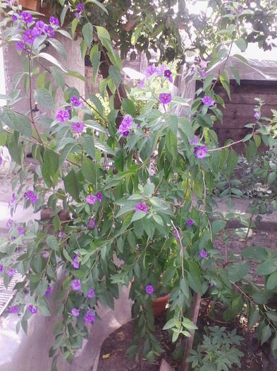 solanum rantonetti - a-a VARA-FLORI-2014