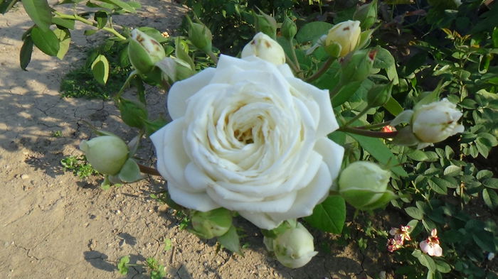 DSC00733 - Trandafiri Guillot -Massad