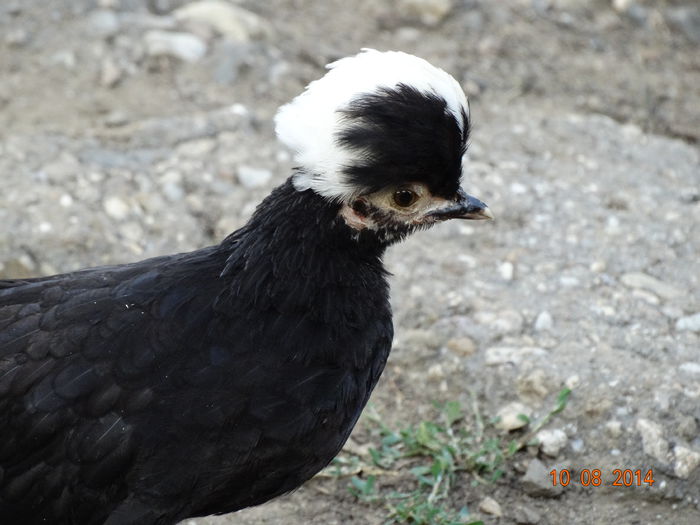DSC06674 - Pui 2014
