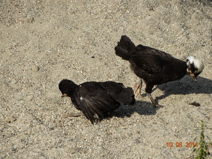 DSC06646 - Pui 2014
