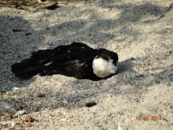 DSC06642 - Pui 2014