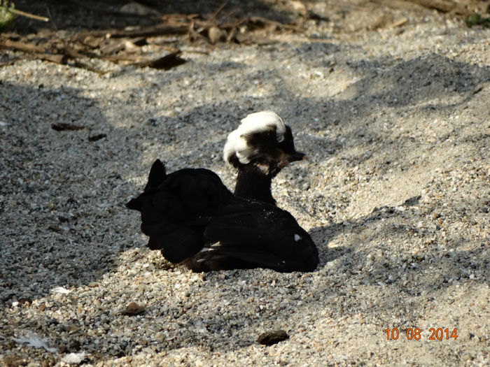 DSC06639 - Pui 2014