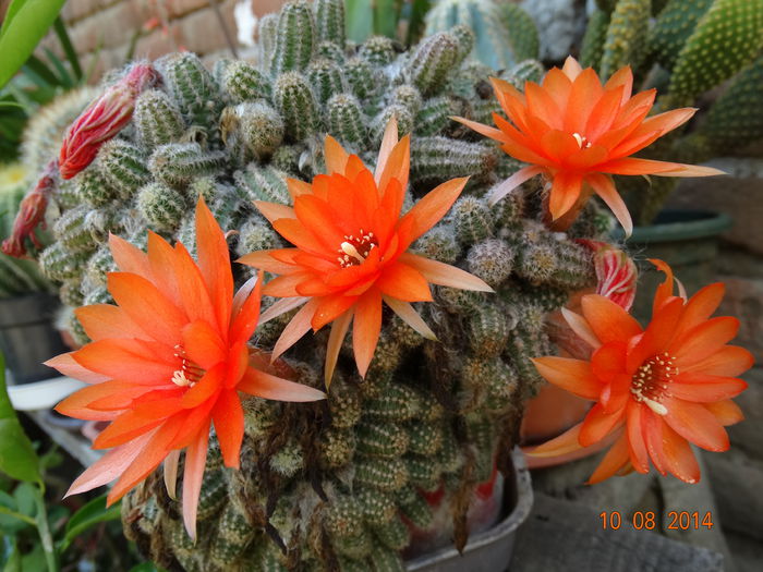 DSC06571 - Cactusi  si suculente 2014