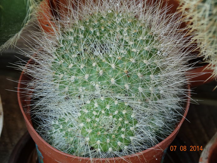 DSC06528 - Cactusi  si suculente 2014