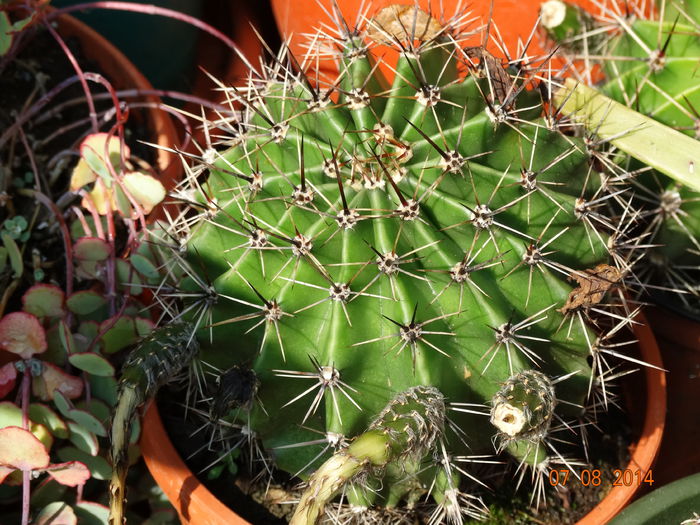 DSC06529 - Cactusi  si suculente 2014