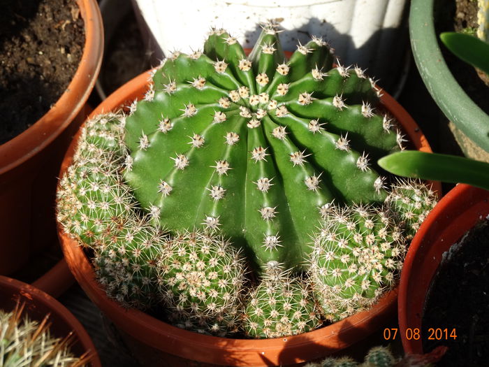 DSC06527 - Cactusi  si suculente 2014