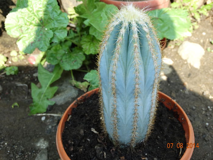 DSC06515 - Cactusi  si suculente 2014
