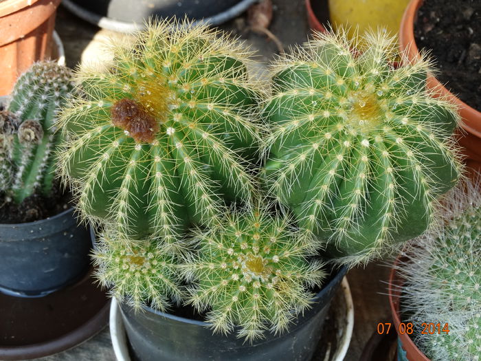 DSC06513 - Cactusi  si suculente 2014