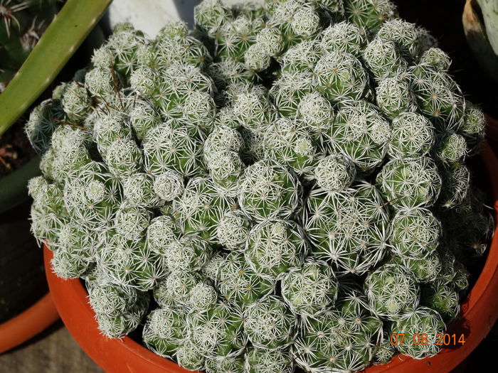 DSC06512 - Cactusi  si suculente 2014