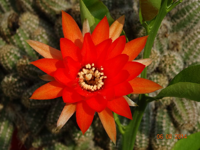 DSC06477 - Cactusi  si suculente 2014