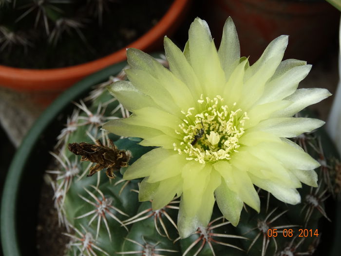 DSC06378 - Cactusi  si suculente 2014