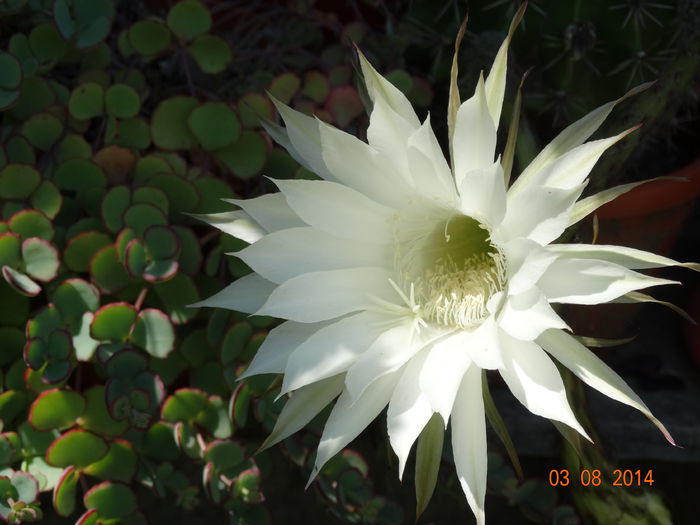 DSC06295 - Cactusi  si suculente 2014
