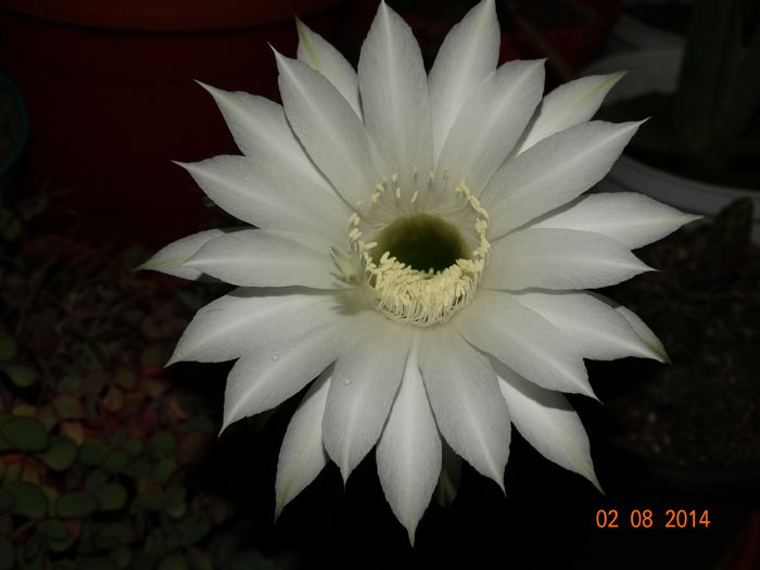 DSC06264