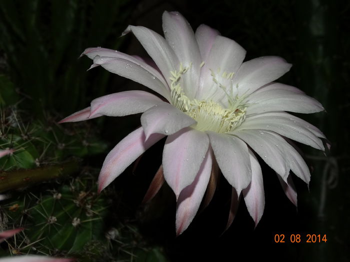 DSC06260