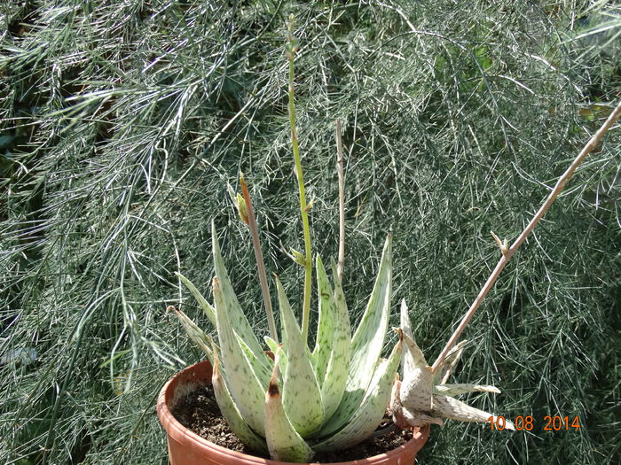 DSC06617 - Cactusi  si suculente 2014