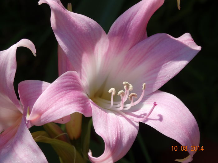 DSC06577 - Amaryllis 2014