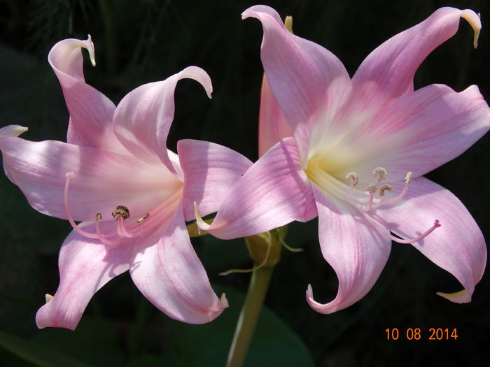 DSC06593 - Amaryllis 2014