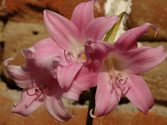 DSC06814 - Amaryllis 2014