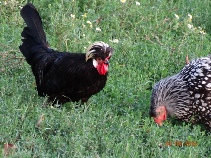 DSC06692 - Gaini 2014