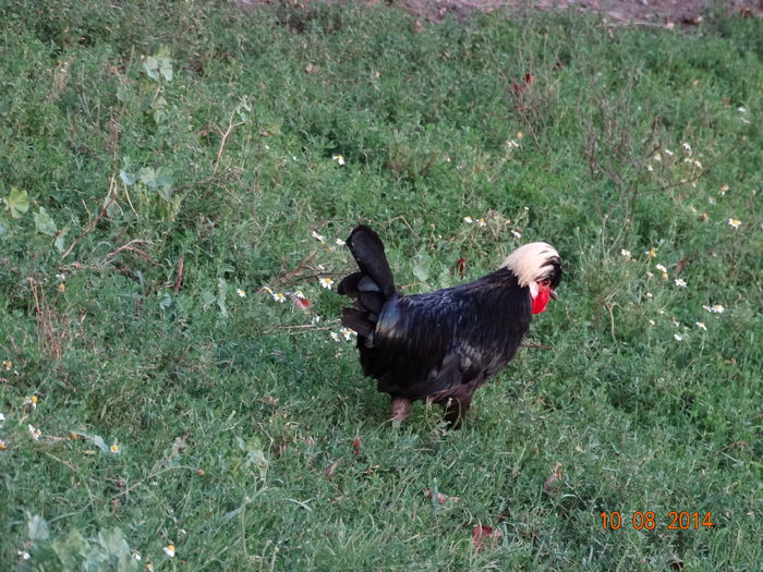 DSC06691 - Gaini 2014