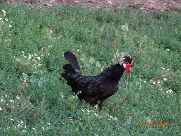 DSC06688 - Gaini 2014