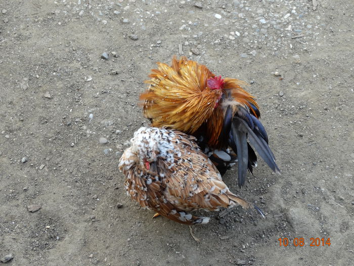 DSC06651 - Gaini 2014