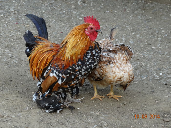 DSC06661 - Gaini 2014