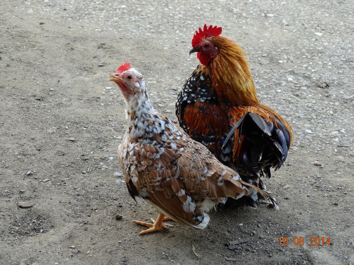 DSC06658 - Gaini 2014