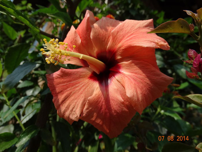 DSC06496