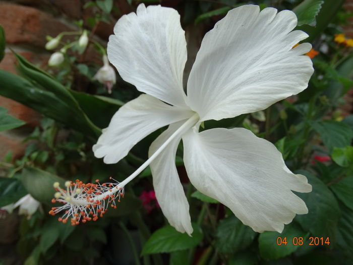 DSC06365
