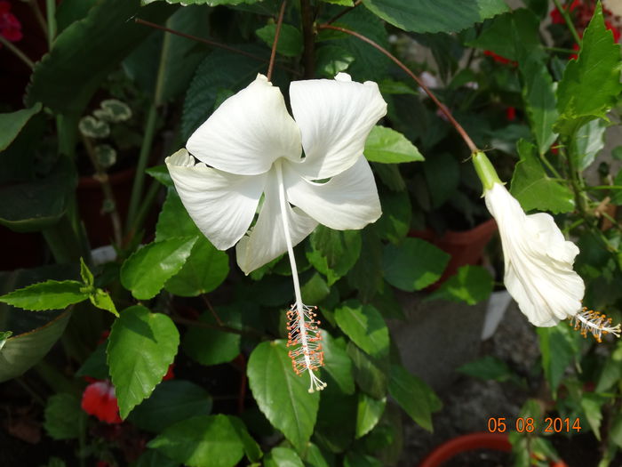 DSC06408