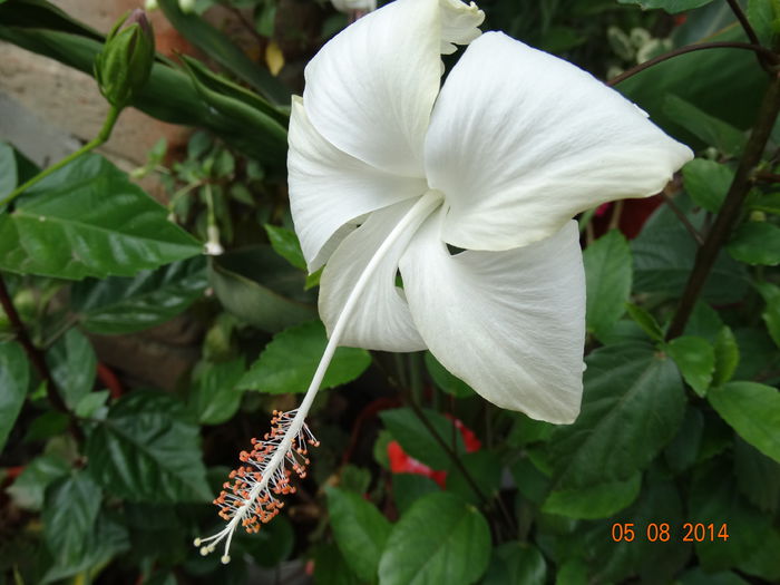 DSC06400
