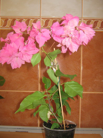 Bougouvillea; Bouga red
