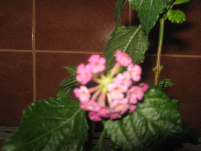 Picture My plants 674; Lantana chery

