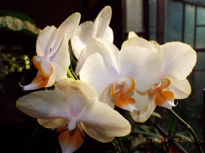 DSCF2048 - flori 2014