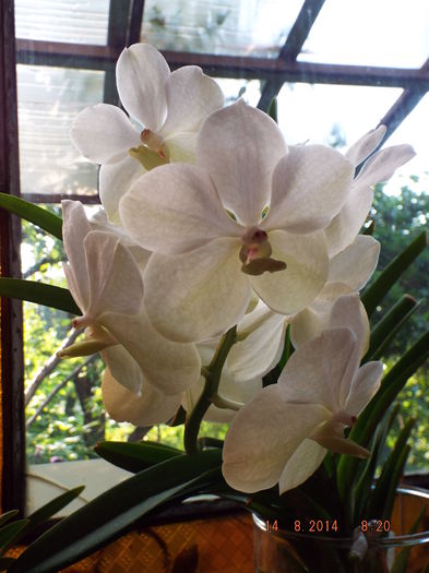 DSCF2040 - flori 2014