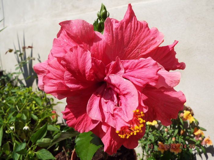 DSCF1993 - flori 2014