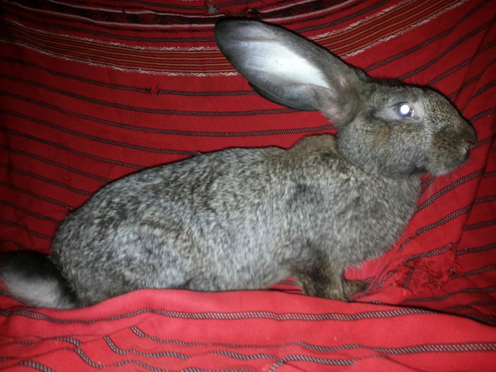 20140812_210241 - pui din 12 05 2014